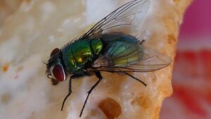 Read more about the article DIY Home Fruit Fly Trap: Simple Solutions to Keep Your Kitchen Fly-Free